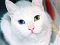 Heterochromia within a cat.