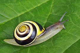 Escargot des bois sur une feuille.