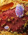 Chromodoris thompsoni