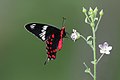 Crimson rose (Pachliopta hector)