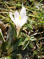 Crocus vernus subsp. albiflorus