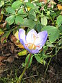 Crocus pulchellus