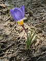 Crocus sieberi subsp. sublimis 'Tricolor' side-view