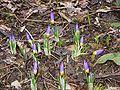 Crocus sieberi subsp. sublimis 'Tricolor'