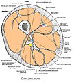 Section transversale de la cuisse. Tiers moyen