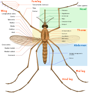 Anatomy of a mosquito, by Mariana Ruiz Villarreal