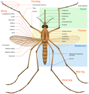 Anatomy of an adult female mosquito