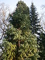 Cunninghamia lanceolata 'Glauca'