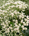 Eriogonum giganteum