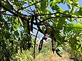 Seed pods