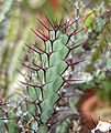 Euphorbia greenwayi