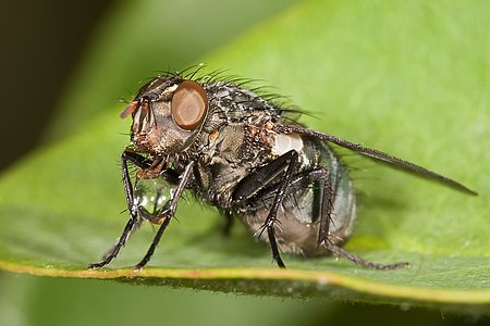 Flesh fly regurgitating a meal, by Fir0002