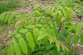 Foliage