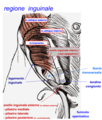 Fig.5 - Regione inguinale