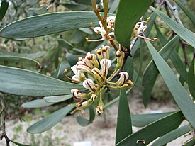 Цветущая Hakea pandanicarpa в садах Мараноа (Балуин Виктория).