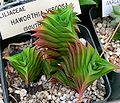 Haworthia viscosa