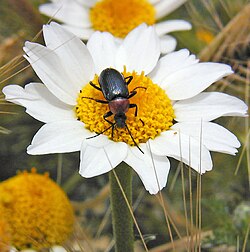 Heliotaurus ruficollis