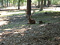 Hirsch im Wildpark Kaiserslautern