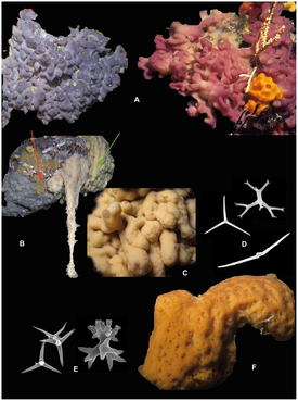 Разнообразие Homoscleromopha. A — Oscarella lobularis, B — Plakortis simplex, C — Plakina jani, D — спикулы Plakinidae[англ.], E — спикулы Corticium candelabrum, F — Corticium candelabrum