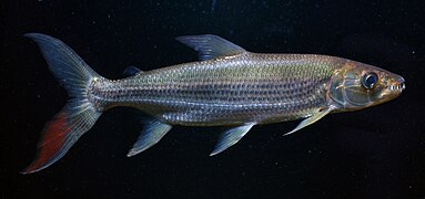 Hydrocynus goliath (Alestidae)