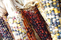 Zea mays, maize or 'corn.' Traditionally variety grown by the Natives shown here.