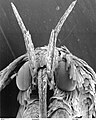 Head of a moth of family Gracillariidae showing extent of scales on the head