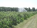 Sprinkler irrigation of blueberries in Plainville, New York, United States