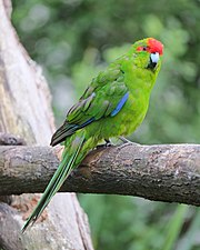 A green parrot with blue-tipped wings and a red forehead