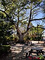 A large tree with surrounding picnic tables