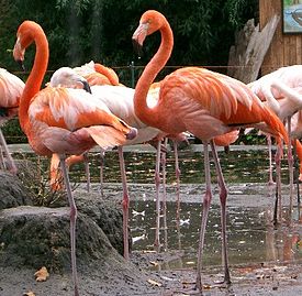 Karibianflamingoja (Phoenicopterus ruber)