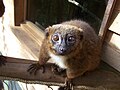 Научно име: Eulemur rubriventer