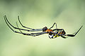 Leucauge