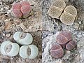 Lithops de várias cores