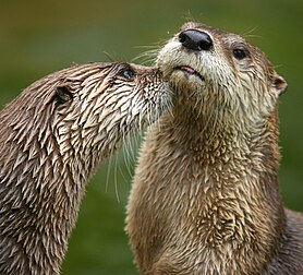 Un couple de loutres (Lontra canadensis). (définition réelle 2 262 × 2 048*)