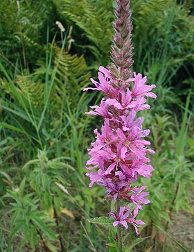 Lythrum salicaria