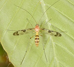 Macrocera sp. (Géorgie, USA)