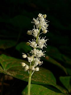 Description de l'image Maianthemum dilatatum 09999.JPG.