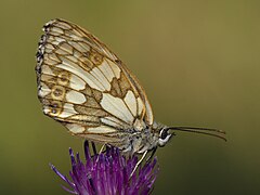 Esemplare femmina, vista laterale