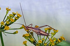 Short-winged female of Oecanthus pellucens