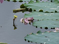 Feuilles flottantes à la bordure ondulée.