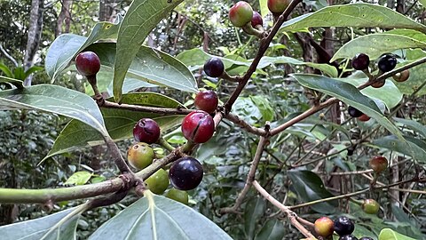 Fruit in various stages of development