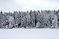 Image 1Conifers in the Swabian alps (from Tree)