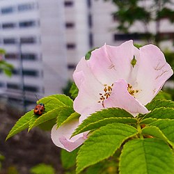 Nyponros med skalbaggen cryptocephalus bipunctatus på Bageriberget i Nacka. Kontorshotellet DanvikCenter i bakgrunden.