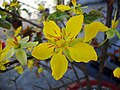 Mai flower with 5 petals