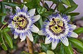 Two Passiflora caerulea flowers (R - rightmost image of this stereo pair as an individual file)