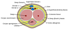 Cross section of penis