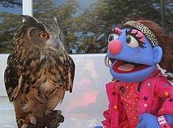 Rod puppet "Bleeckie", meeting an owl, 2011.