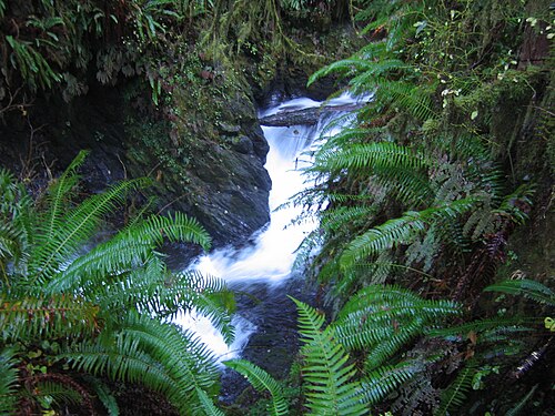 Sword fern habitat near Lake Quinault in Washington, United States