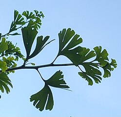 Rameau avec des feuilles très découpées.