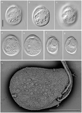 Roombia truncata